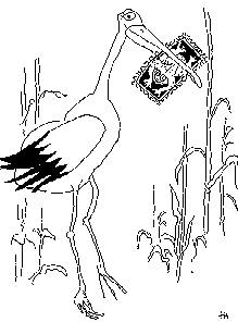 pelican.jpg (16254 bytes)